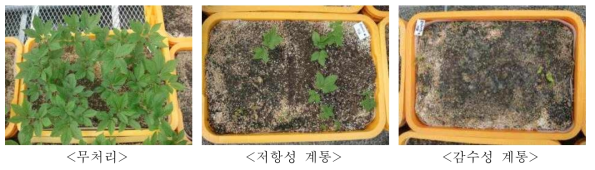 계통별 뿌리썩음병원균 저항성 정도