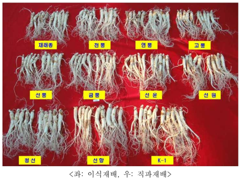 논․직파 및 논․이식재배 지하부 생육특성 비교