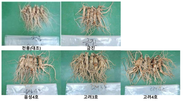 5년생 논·직파 재배 적응 품종 및 지적계통의 생육 및 생리장해 정도(5년생)