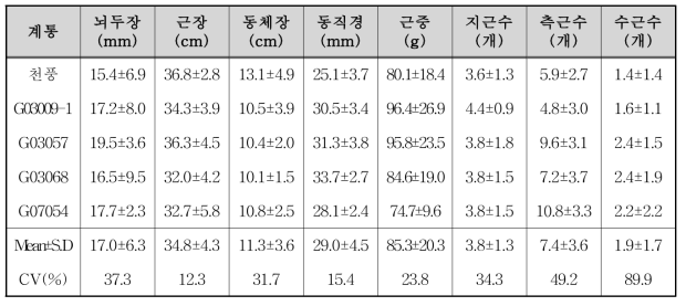 체형우수 계통 선발(6년근, 4년차)