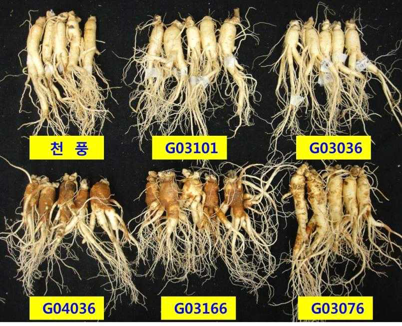 선발된 적변저항성 계통(위)과 감수성계통(아래)(6년근, 2년차)