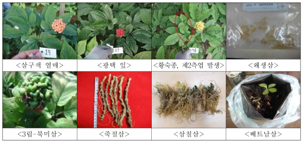 인삼 유전자원 수집 현황