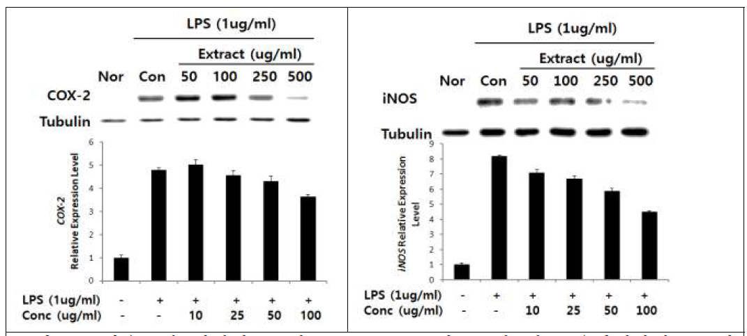 마우스의 대식세포주인 RAW 264.7 세포주에 염증 유발인자인 LPS와 동애등에 추출물의 농도별 처리 후 Western blot 분석에 의한 항염증 표지인자 (COX-2 및 iNOS)의 단백질 발현 분석