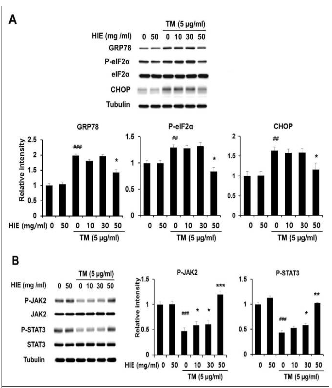 마우스 시상하부 신경세포 GT1-7에서의 ER stress 및 leptin signaling에 대한 HIE의 효과 (A) GT1-7 세포를 tunicamycin(5㎍/mL) 및 HIE (10~50㎎/㎖)를 6 시간 동안 처리 한 후 ER stress 및 apoptosis 반응 마커를 측정하였음. (B) GT1-7 세포를 TM (5 μg/mL)과 HIE (10~50 mg/mL)로 6 시간 동안 처리 한 후 렙틴 신호 마커를 측정하였음