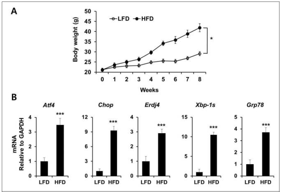 고지방식(HFD) 급이 마우스의 시상하부 ER stress 증가 (A) 저지방식 (LFD) 및 HFD 급이 마우스에서 체중의 시간 의존성. 12 주령에 HFD를 먹인 마우스는 LFD를 먹은 쥐보다 체중이 현저히 높았음. (B) LFD 및 HFD 급이 마우스에서의 ER stress 반응 마커의 mRNA 발현 수준. HFD는 비만 마우스에서 ER stress 반응 마커의 mRNA 발현 수준을 극적으로 상향 조절했음