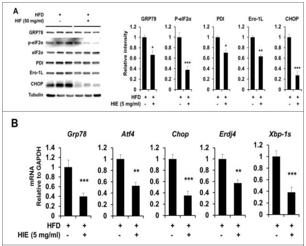 HFD 급이 마우스의 ER stress 반응 마커 및 ER chaperone/foldase 발현에 대한 HIE의 중앙 투여 효과 (A) HIE(50mg/mL)의 뇌실 내 (ICV) 투여에 의한 시상하부 ER stress 반응 마커 및 ER chaperone/foldase 발현 효과. (B) 시상하부 ER stress 반응성 마커의 mRNA 발현에 대한 50 mg/mL HIE (1μL)의 ICV 투여의 효과