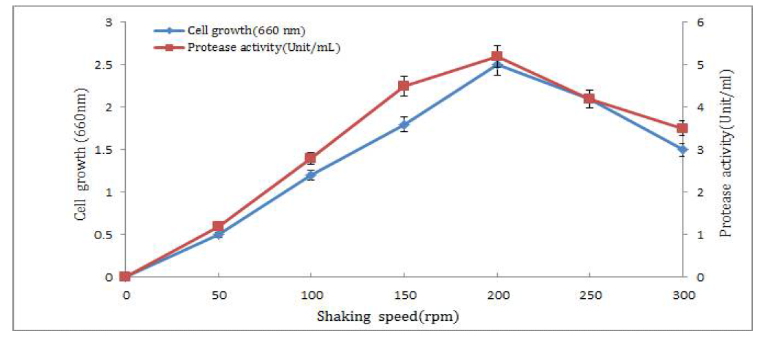 교반속도에 따른 생육과 protease 활성 결과