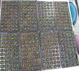 Hardening of well-rooted plantlets in the Tosilee medium