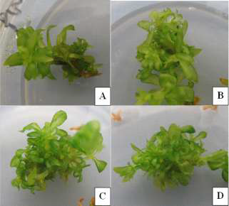 Adventitious shoot induction observed in 0.5 (A), 1.0 (B), 1.5 (C), or 2.0 mg·L-1 (D) BA medium