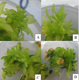Adventitious shoot induction observed in 0.5 (A), 1.0 (B), 1.5 (C), or 2.0 mg·L-1 (D) TDZ medium
