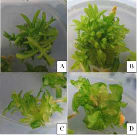 Adventitious shoot induction observed in 0.5 (A), 1.0 (B), 1.5 (C), or 2.0 mg·L-1 (D) BA medium