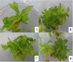 Adventitious shoot induction observed in 0.5 (A), 1.0 (B), 1.5 (C), or 2.0 mg·L-1 (D) 2ip medium
