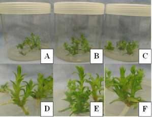 ‘Purple Beauty’ cultures maintained in a photomixotropic condition with 0 (A, D), 50 (B, E) or 100 (C, F) mg·L-1 Si under 350 μmol·mol-1 of CO2