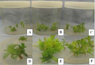 ‘Purple Beauty’ cultures maintained in a photoautotropic condition with 0 (A, D), 50 (B, E), or 100 (C, F) mg·L-1 Si under 350 μmol·mol-1 of CO2