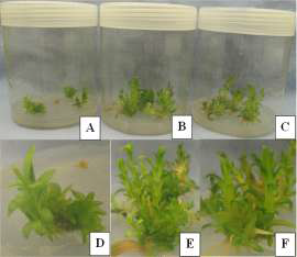 ‘Purple Beauty’ cultures maintained in a photomixotropic condition with 0 (A), 50 (B) or 100 (C) mg·L-1 Si under 1000 μmol·mol-1 of CO2