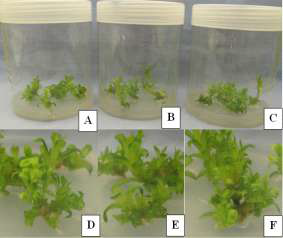 ‘Purple Beauty’ cultures maintained in a photoautotropic condition with 0 (A, D), 50 (B, E), or 100 (C, F) mg·L-1 Si under 1000 μmol·mol-1 of CO2