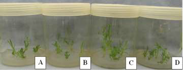 Shoot multiplication in the MS medium supplemented with 1.0 mg·L-1 BA and 0.5 mg·L-1 IAA after four weeks from the meristem explants of lines: A, ‘12033-6’; B, ‘1119-2’; C, ‘1130’; and D, ‘1367-4’