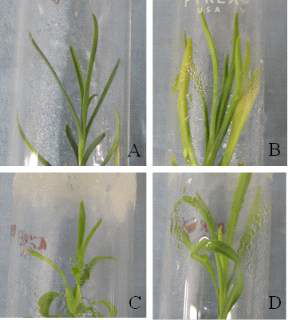 Shoot induced after four weeks from the meristem explants of lines: A, ‘12033-6’; B, ‘1119-2’; C, ‘1130’; and D, ‘1367-4’