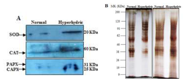 Western blot analysis of expression of antioxidant enzymes such as SOD, CAT, peroxisomal ascorbate peroxidase (PAPX) and APX (A), and SDS-PAGE analysis of total protein (B) between the normal and hyperhydric shoots of D. caryophyllus ‘Garnet’