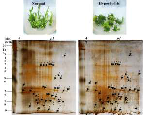 Proteomic comparison between the normal and hyperhydric shoots of D. caryophyllus ‘Garnet’