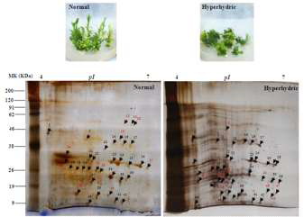Proteomic comparison between the normal and hyperhydric shoots of D. caryophyllus ‘Green Beauty’