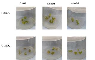 Shoot multiplication observed in ‘Green Beauty’ after 6 weeks in Si supplemented medium