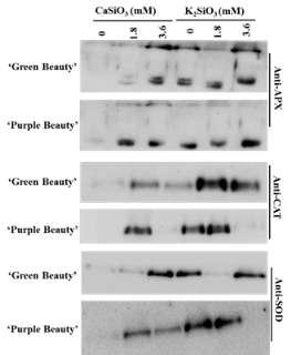 Immunoblots of ascorbate peroxidase (APX), catalase (CAT), and superoxide dismutase (SOD) in carnation cultured in different source of Si