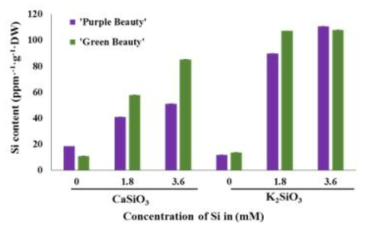 Uptake of Si in ‘Purple Beauty’ and ‘Green Beauty’ cultured in medium supplemented with potassium silicate and calcium silicate