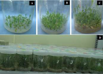 Mass propagation of carnation ‘13827-1’. A-B, Root induction in MS medium; C-D, In vitro hardening in MS medium under photoautotropic condition. In the photoautotropic condition, containers with the ventilation was used for hardening