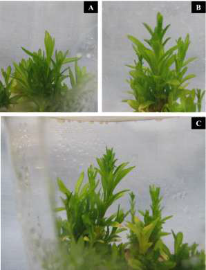 In vitro shoot multiplication of carnation ‘1119-2’, ‘12033-6’, and ‘1367-4’ cultivars in MS medium + 1.0 BA mg·L-1 BA + 0.5 mg·L-1 IAA
