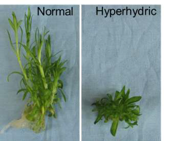 Morphological changes in normal and hyperhydric shoots of carnation ‘Green Beauty’