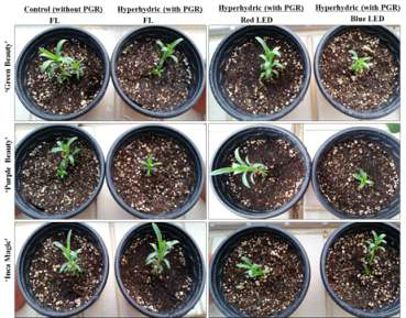 Acclimatized plantlets of carnation ‘Green Beauty’, ‘Purple Beauty’, and ‘Inca Magic’ cultured under white fluorescent light and LEDs such as red and blue