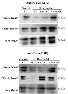 Immunoblot analysis of photosynthetic proteins such PsaA and PsaB of carnation ‘Green Beauty’, ‘Purple Beauty’, and ‘Inca Magic’ under white fluorescent light and LEDs such as red and blue