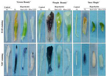 DAB (superoxide) and NBT (hydrogen peroxide) staining of carnation 'Green Beauty', 'Purple Beauty', and 'Inca Magic' grown for 28 days in vitro under white fluorescent light or red and blue LEDs