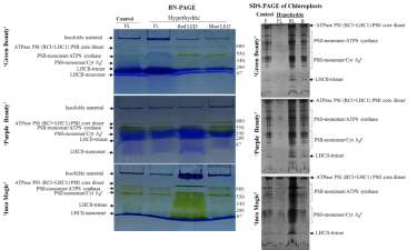 Chloroplast proteins analyzed by blue native-PAGE (BN-PAGE) and SDS-PAGE in carnation 'Green Beauty', 'Purple Beauty' & 'Inca Magic' grown for 28 days under white fluorescent light or red and blue LEDs
