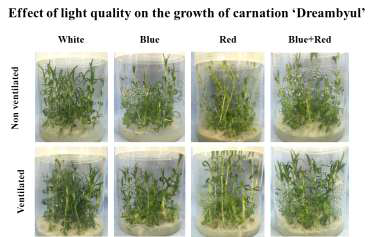 Growth of carnation 'Dreambyul' grown for 28 days as affected by light quality and ventilation