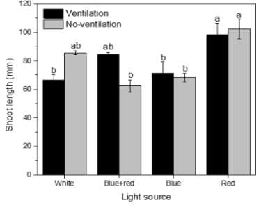 Effect of light quality on shoot length of carnation cultured in vitro for 6 weeks