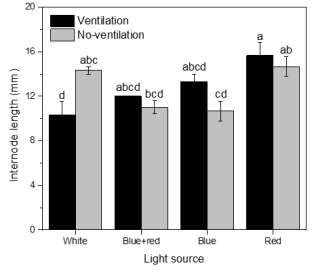 Effect of light quality on internode length of carnation cultured in vitro for 6 weeks