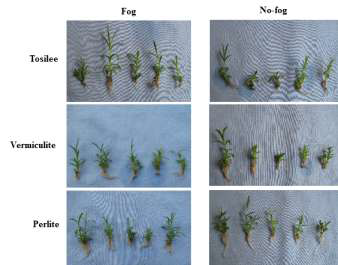 Morphological characteristics of carnation plantlets after one week of acclimatization in different media with or without fogging system