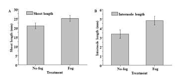 Effect of fogging for 10 days during acclimatization on shoot (A) and internode (B) length of carnation plantlets