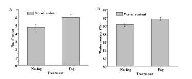 Effect of fogging for 10 days during acclimatization no. of nodes (A) and water content (B) of carnation plantlets