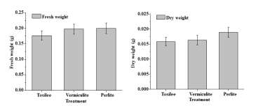 Fresh weight (A) and dry weight (B) accumulation of carnation plantlets grown in different media during acclimatization