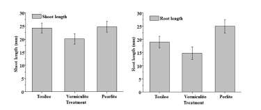 Effect of medium on shoot length (A) and root length (B) of carnation plantlets after 10 days of acclimatization