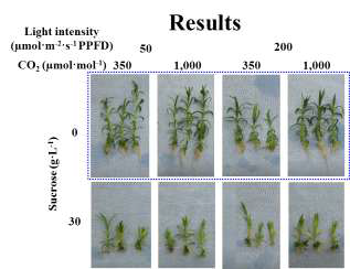 Growth and development of carnation shoots cultured in vitro for 4 weeks as affected by levels of medium sucrose, air CO2, and light intensity