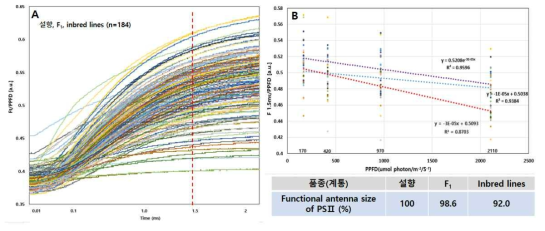 Chl Fluorescence induction(A) and functional antenna size of PSⅡ(B) according with light intensity