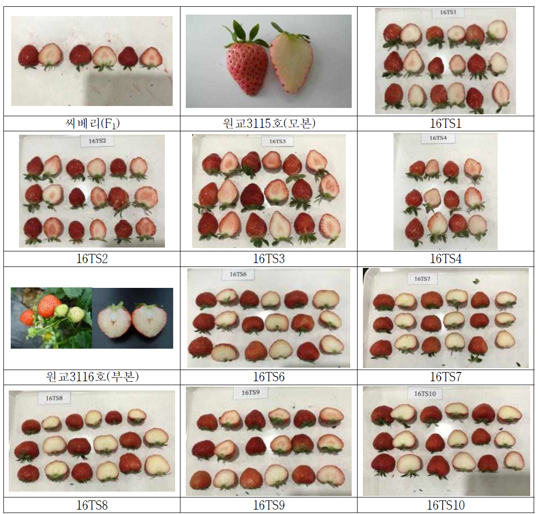 16TS 교배 조합별 과실 모양
