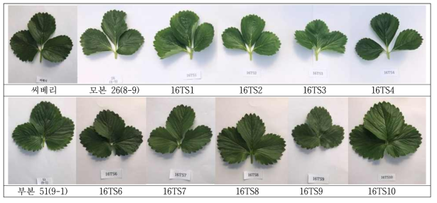 씨베리 모부본의 근친교배 조합별 잎 모양 비교