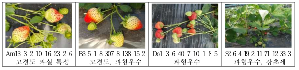 교배본으로 이용한 고경도 특성을 갖는 주요 고정계통