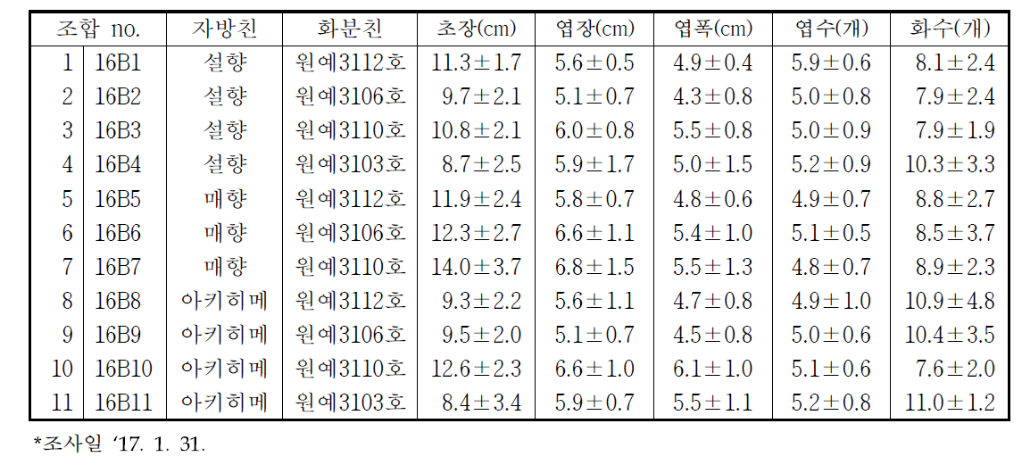 영양번식 재배품종과 고경도 고정계통의 교배조합의 식물체 특성(‘16~’17)