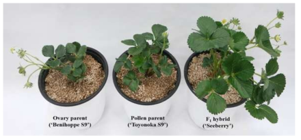 Representative phenotypes of F1 hybrid ‘Seeberry’ cultivar and inbred lines used ovary parent and pollen parent in octoploid strawberry